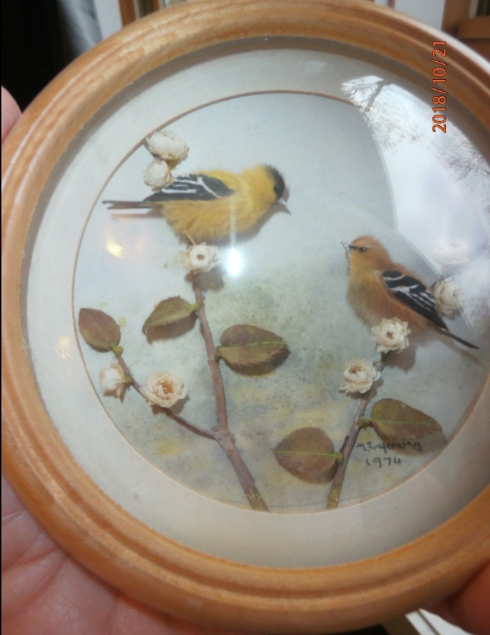 Common Goldfinch and Young (Version 2) (5-inch)